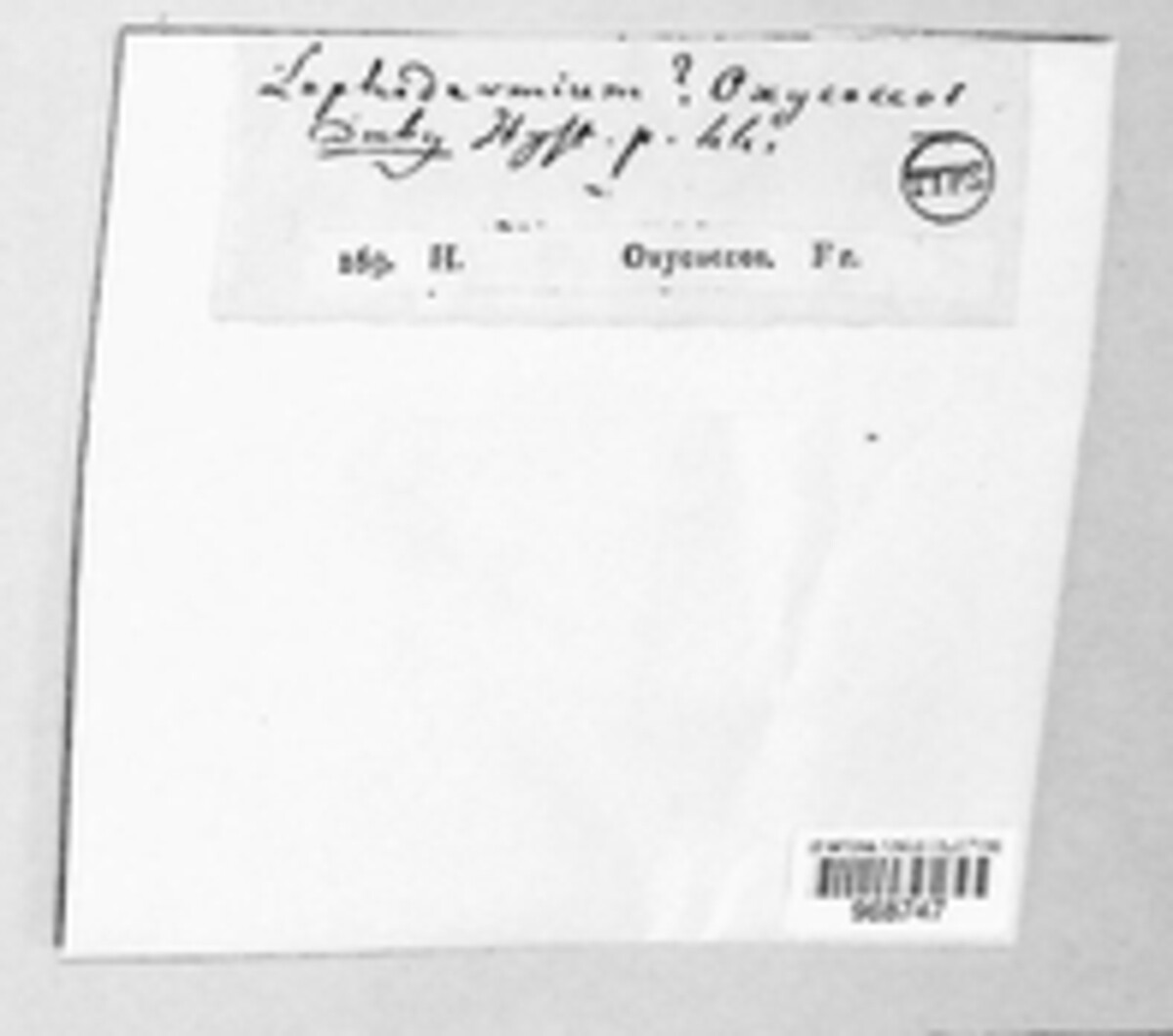 Lophodermium oxycoccos image